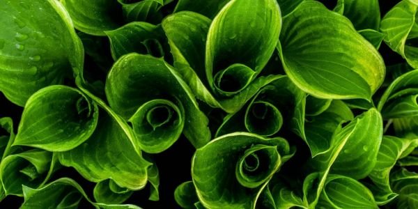 A importância dos espaços verdes nas nossas vidas